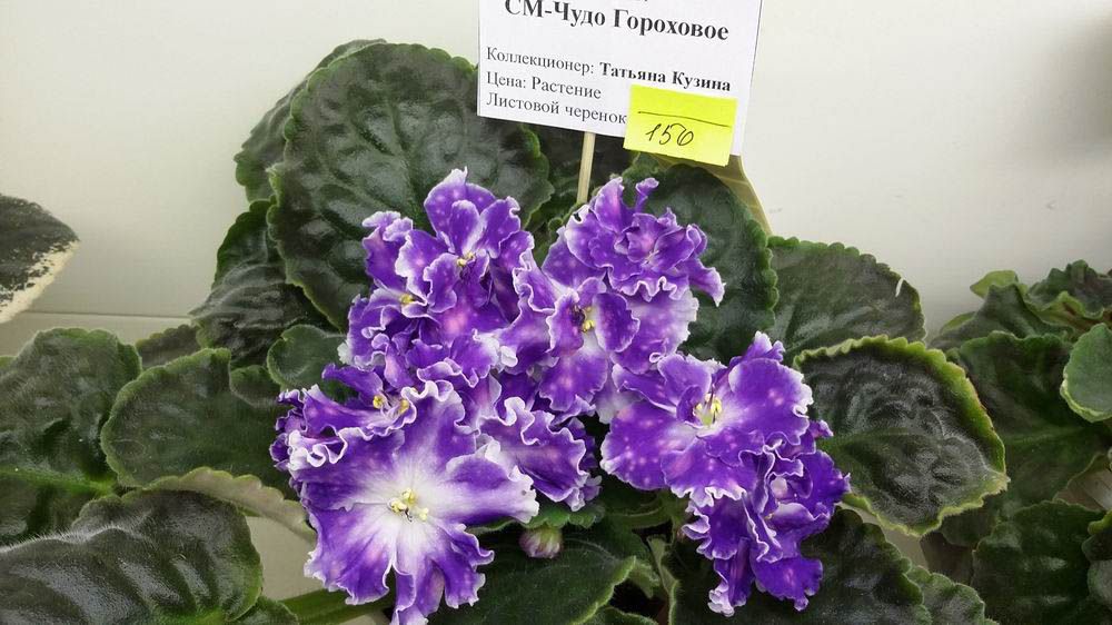 СМ-Чудо Гороховое.jpg