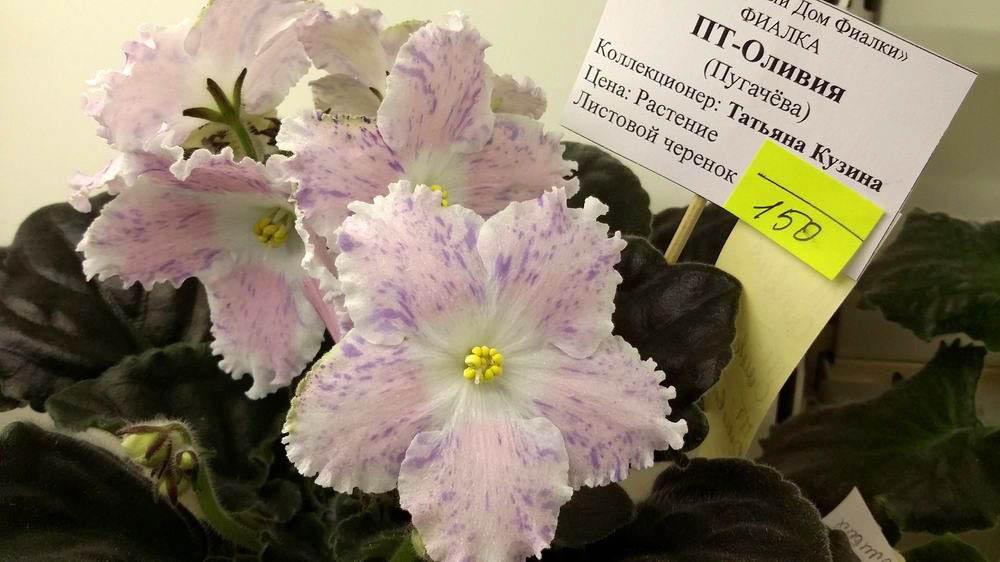 ПТ-Оливия.jpg