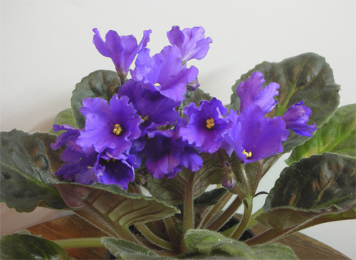 Senk's Big Bells (Senk)