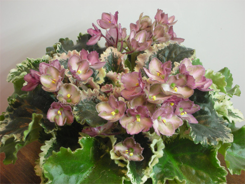 wild_irish_rose.jpg
