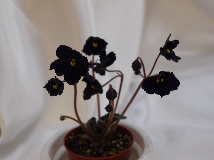 Mac's Black Pearl.jpg