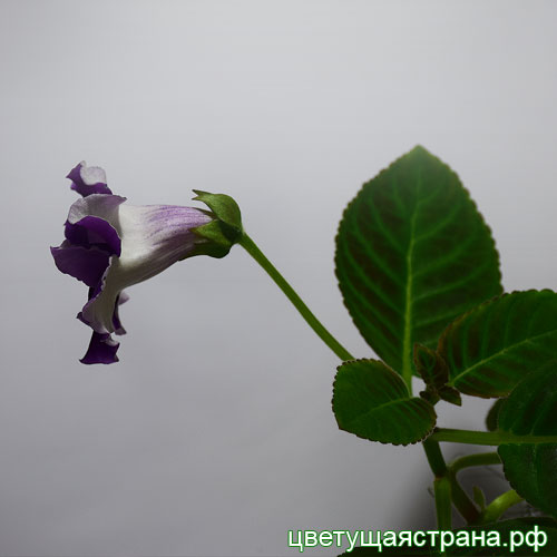 Цвет-Таинстенный-Мир-профиль-цв.jpg