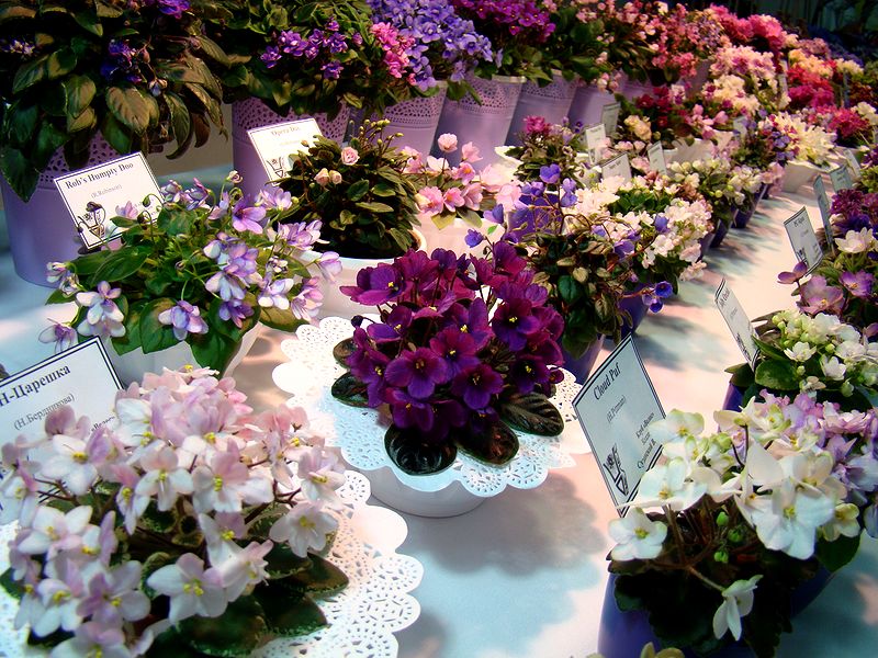 DSC09874.JPG