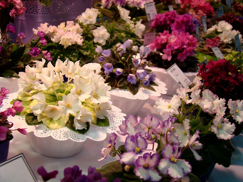 DSC09880.JPG