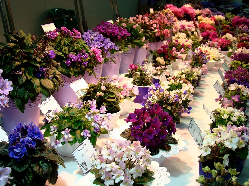 DSC09884.JPG