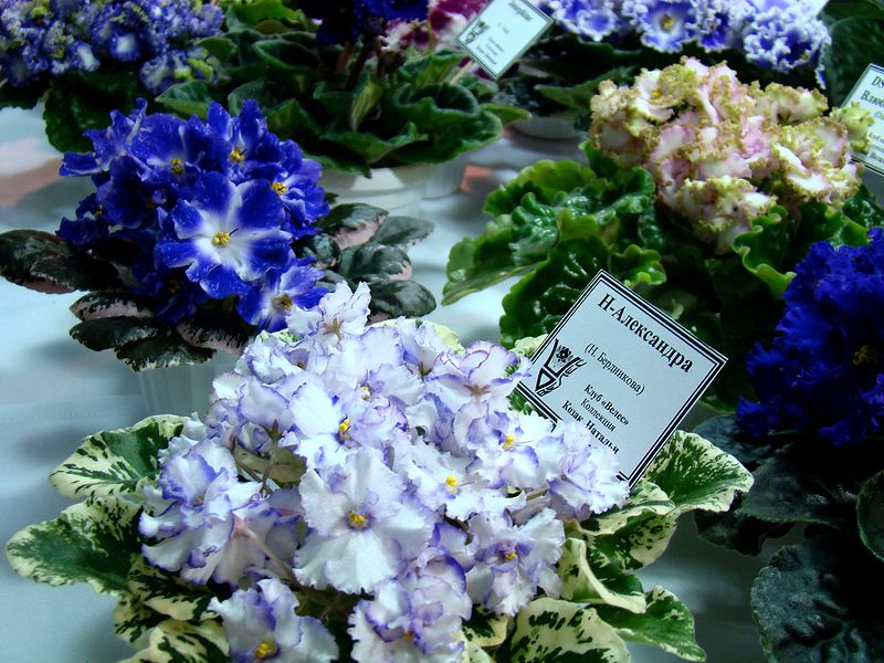 DSC09816.JPG