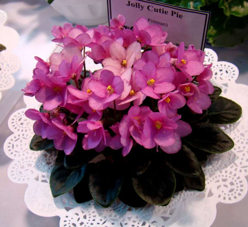 DSC00009.JPG