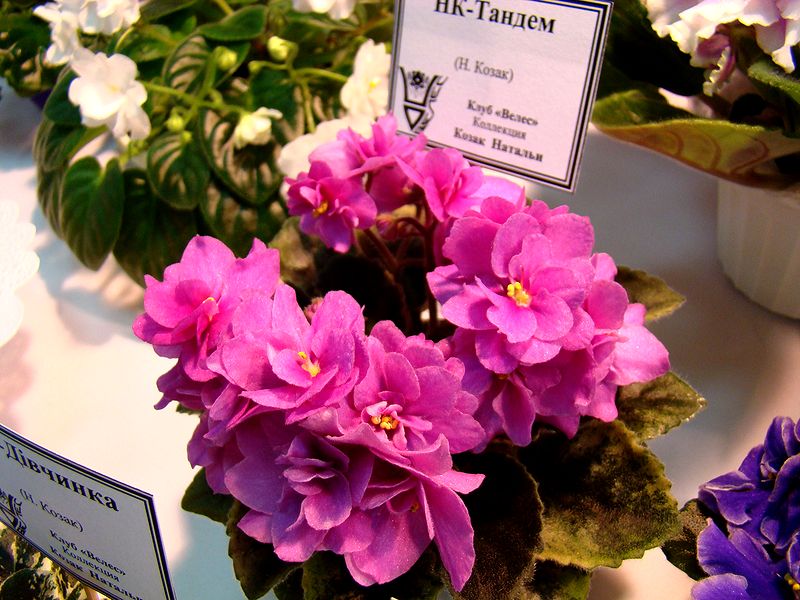 DSC09767.JPG