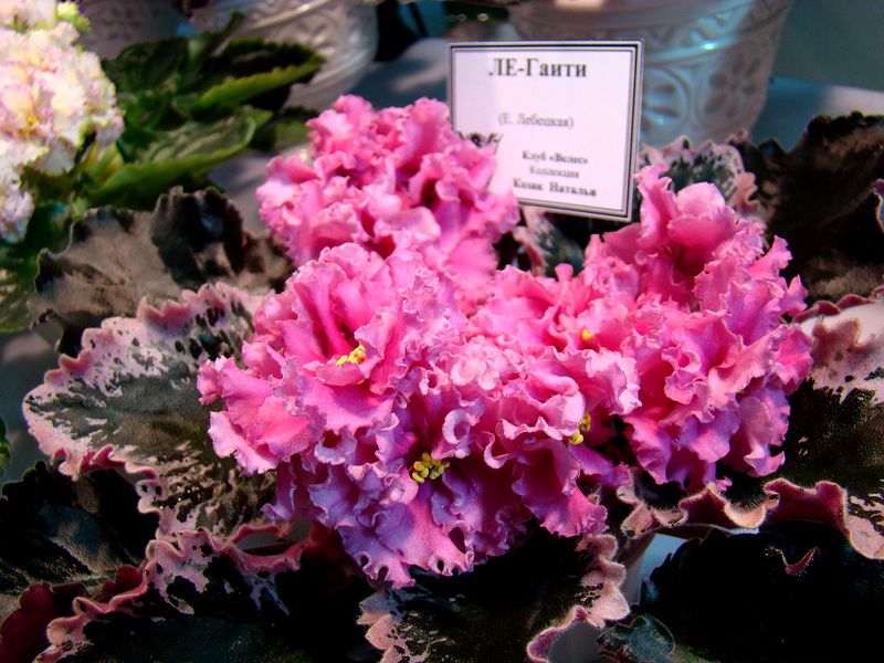 DSC09772.JPG