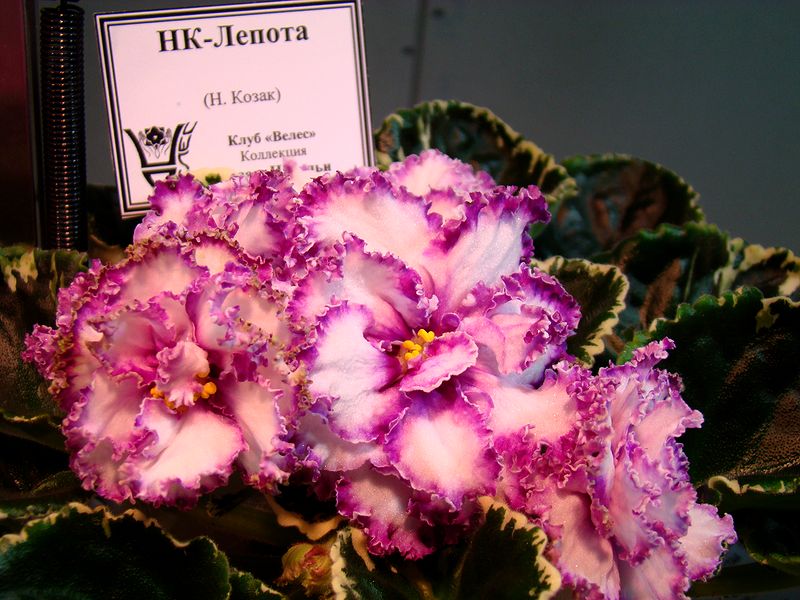 DSC09777.JPG
