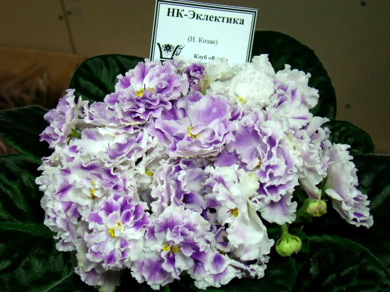 DSC09783.JPG