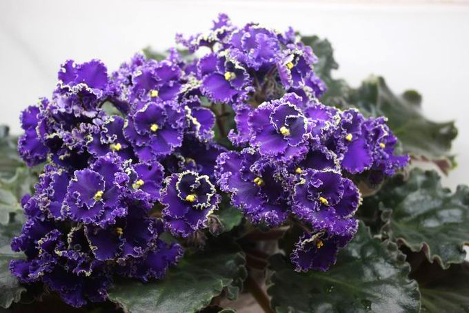 Purple Lace.jpg