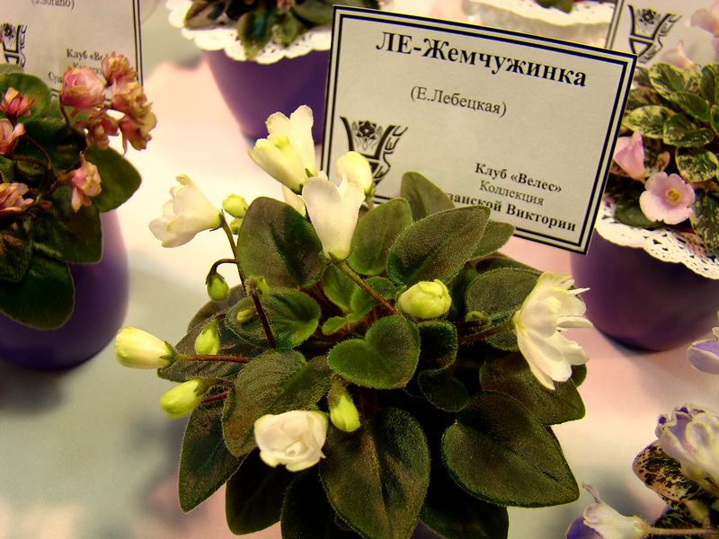 DSC09855.JPG