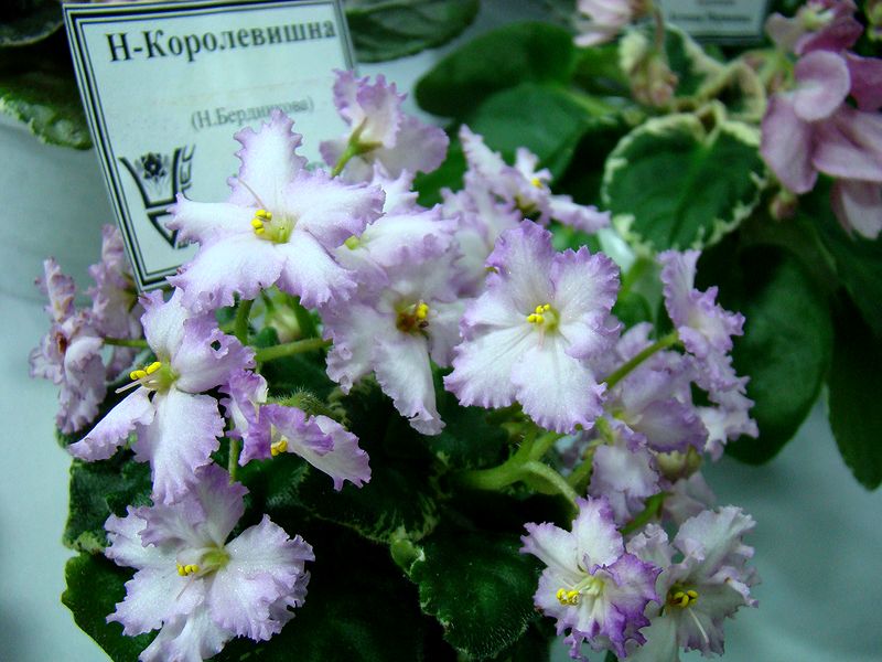 DSC09895.JPG