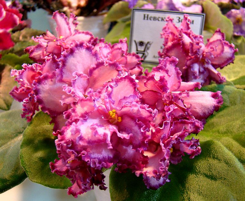 DSC09932_2018-04-27.JPG