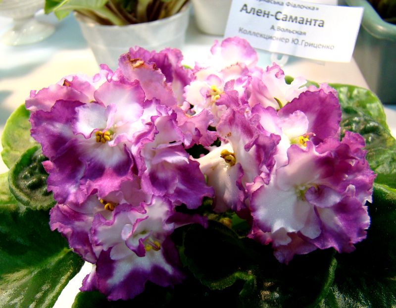 DSC09943_2018-04-27.JPG