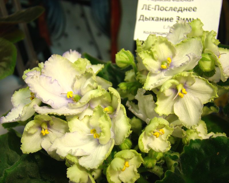 DSC09948_2018-04-27.JPG