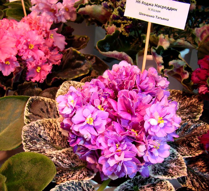 DSC09969_2018-04-27.JPG