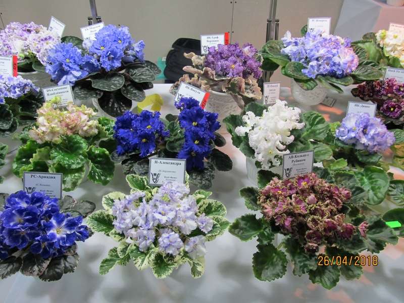 IMG_5729.JPG