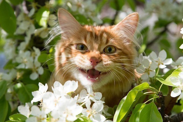 котики май.jpg