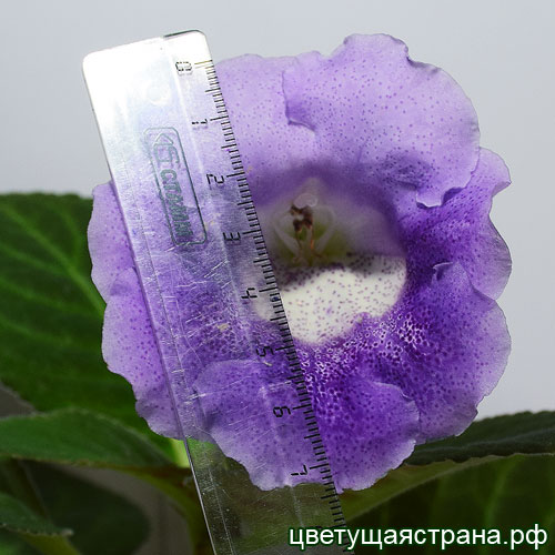 Цвет-Марево-цветок-размер.jpg
