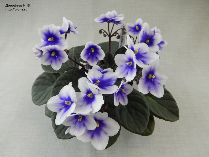 Optimara myJoy