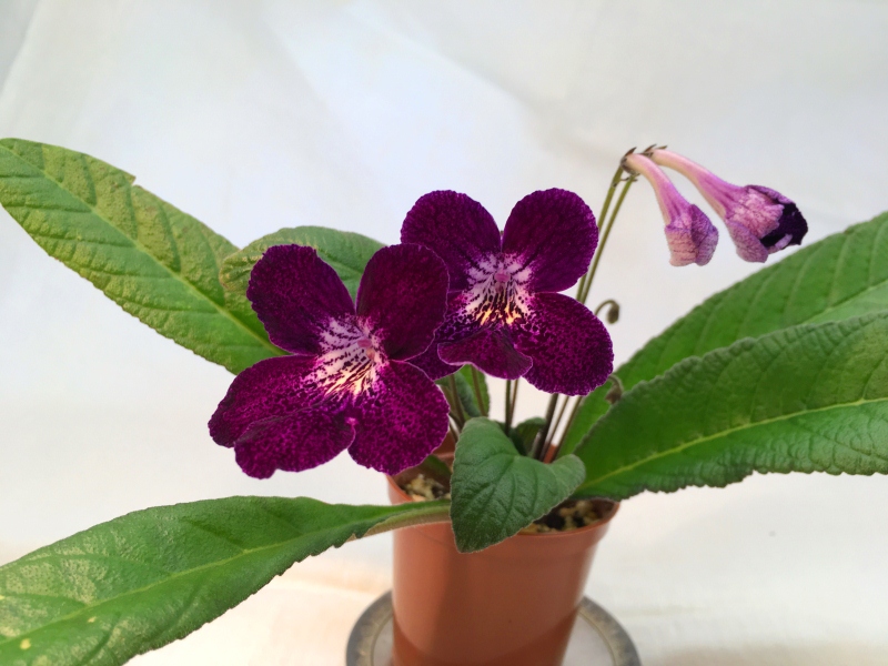 Dale's Polar sapphire (D. Martens)