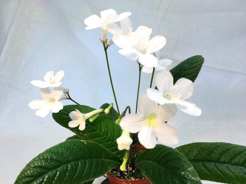 Heartland's White Gold (D. Martens)
