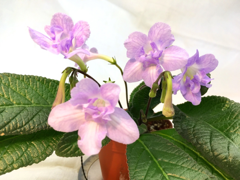 Heartland's Petticoat'  (D. Martens)