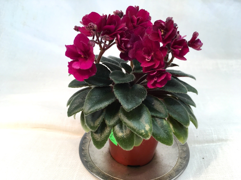 Precious Red   (H.Pittman)