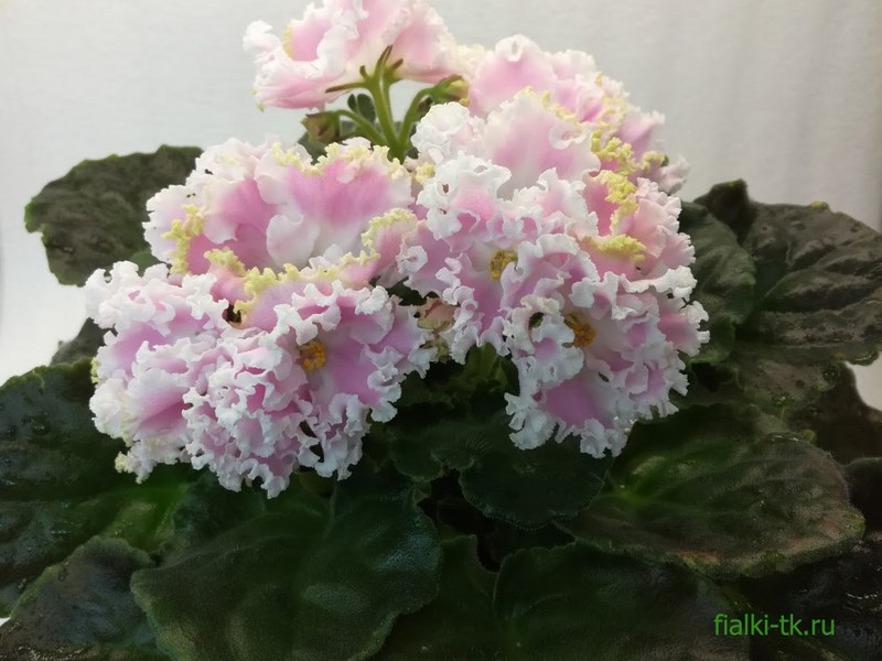 IMG_20180519_211058 (Copy).jpg