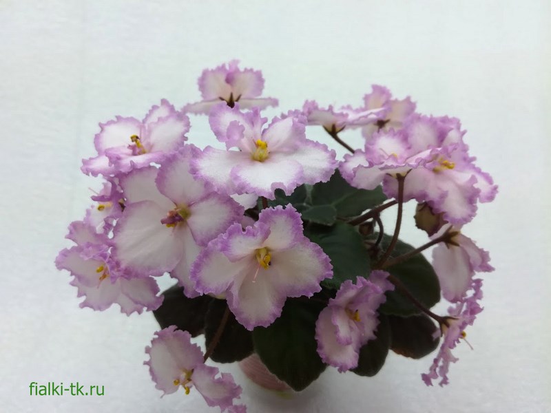 Н-Королевишна