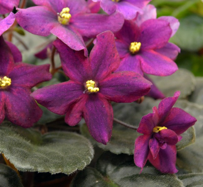 Ma's Fleur de Lis (O.Robinson)