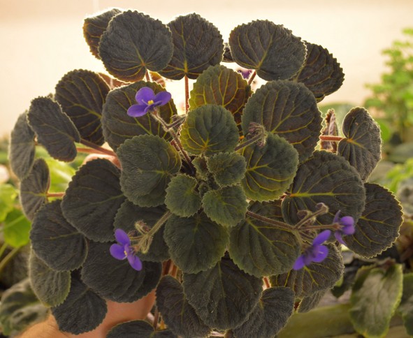 Saintpaulia velutina