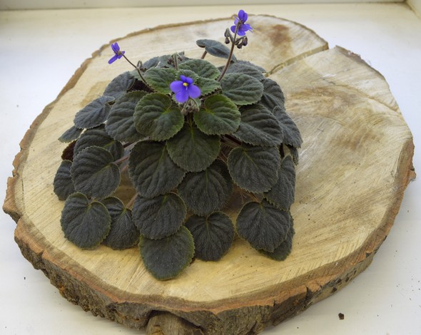 Saintpaulia velutina