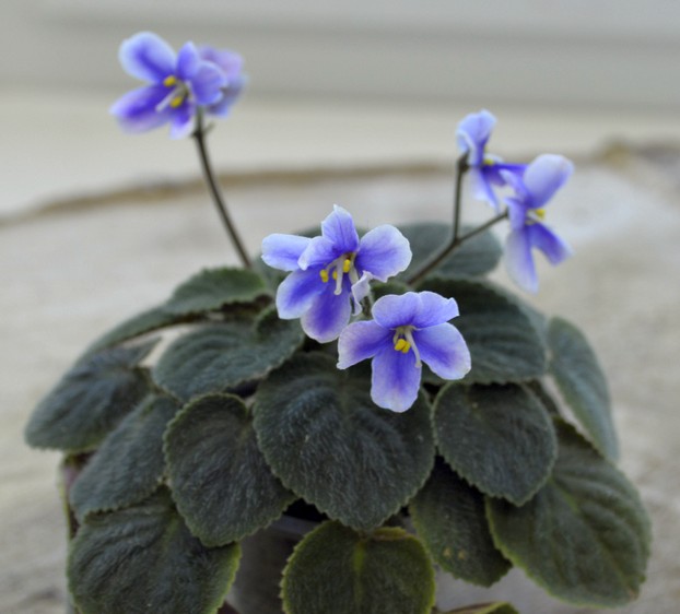 Saintpaulia velutina light
