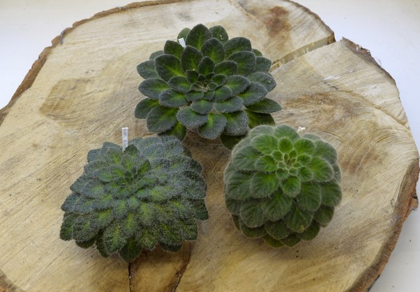 rosettifolia<br /> ducloxii (floribunda)<br />P. yumebutai