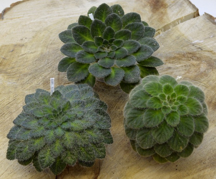 rosettifolia<br /> ducloxii (floribunda)<br />P. yumebutai