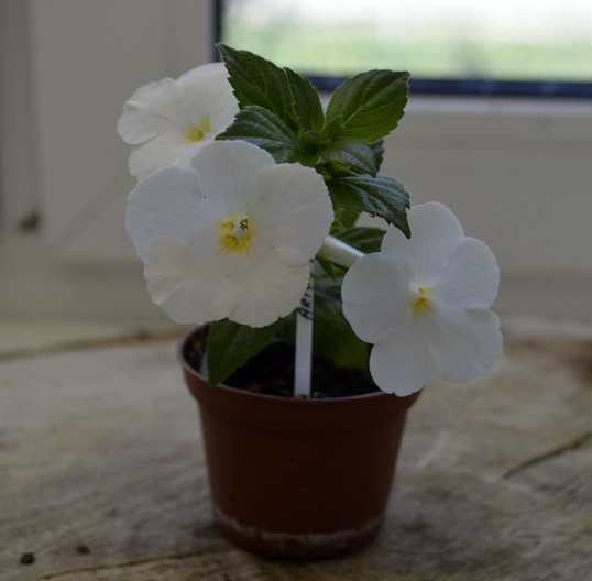×Achimenantha 'Aries'.