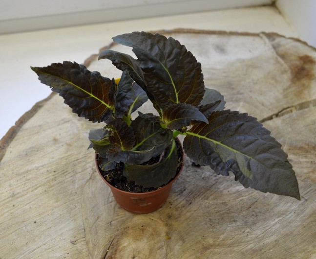 Nautilocalyx
