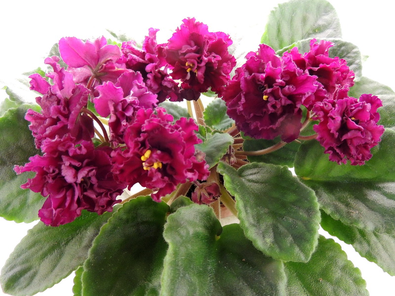 ЛЕ-Каберне