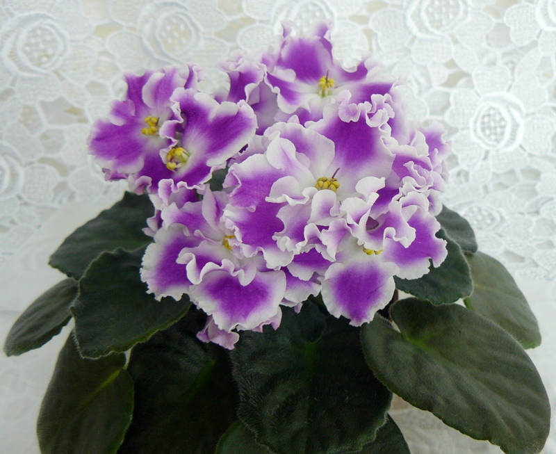 ЕК-Кубанская Казачка.JPG