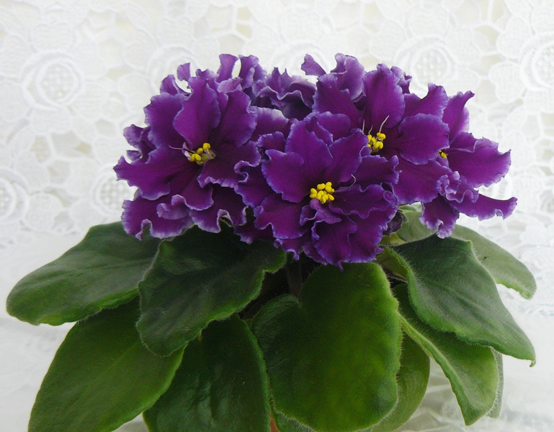 ЛЕ-Эльвира.JPG