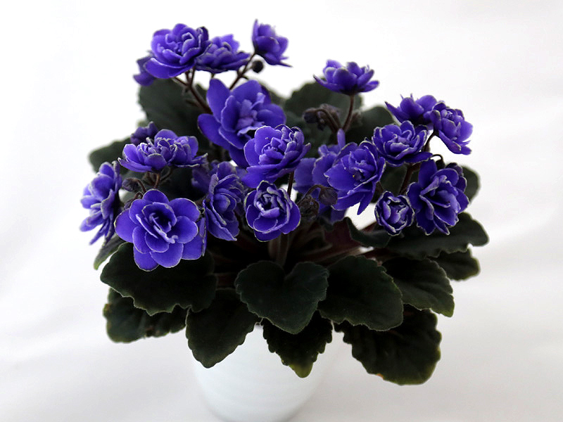 Ness' Crinkle Blue.jpg