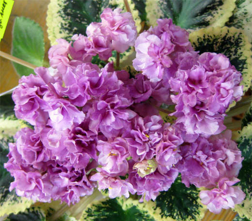 Apache Primrose (колл. Плессер)