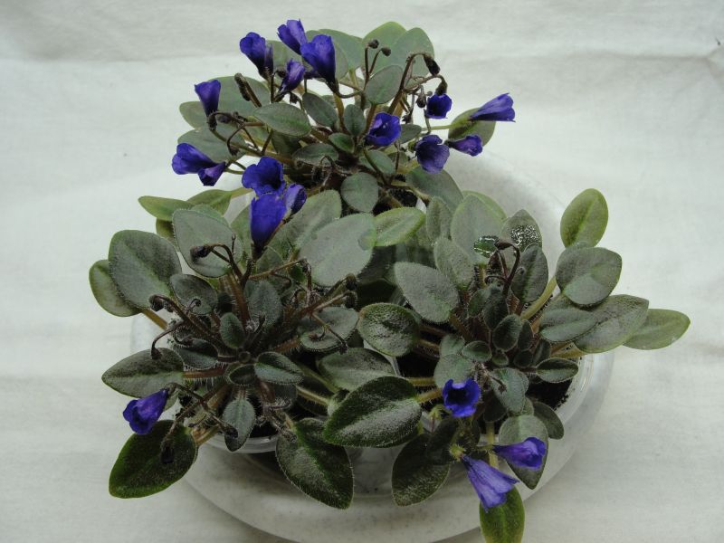 Vallarta Campanas Moradas.jpg