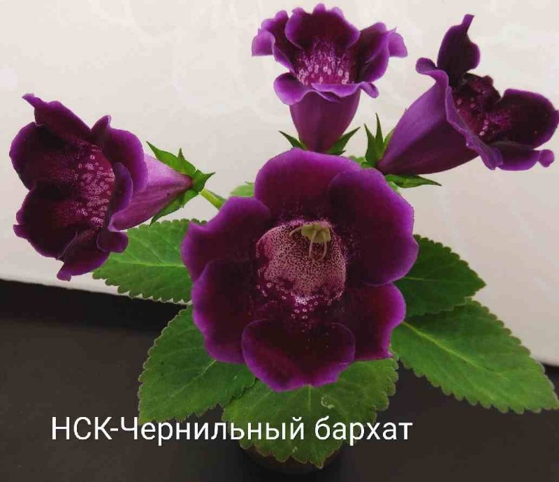 чернильный тархат.jpg