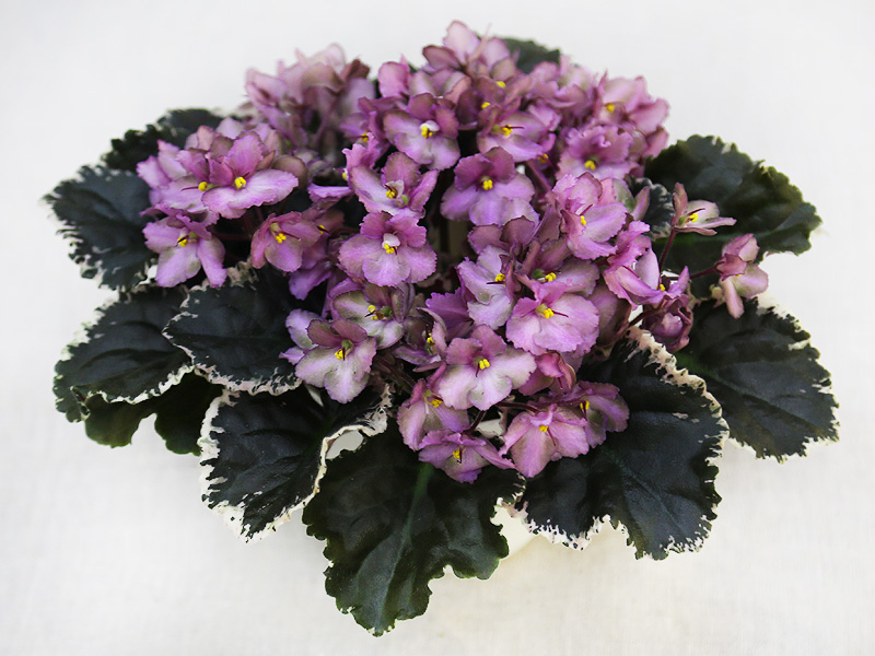3 — Wild Irish Rose (S.Sorano).  Колл. Н.Дорофеев.jpg