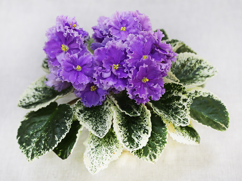 2 — ЛЕ-Грёзы Султана (Е.Лебецкая). Колл.  Е.Галицкая.jpg