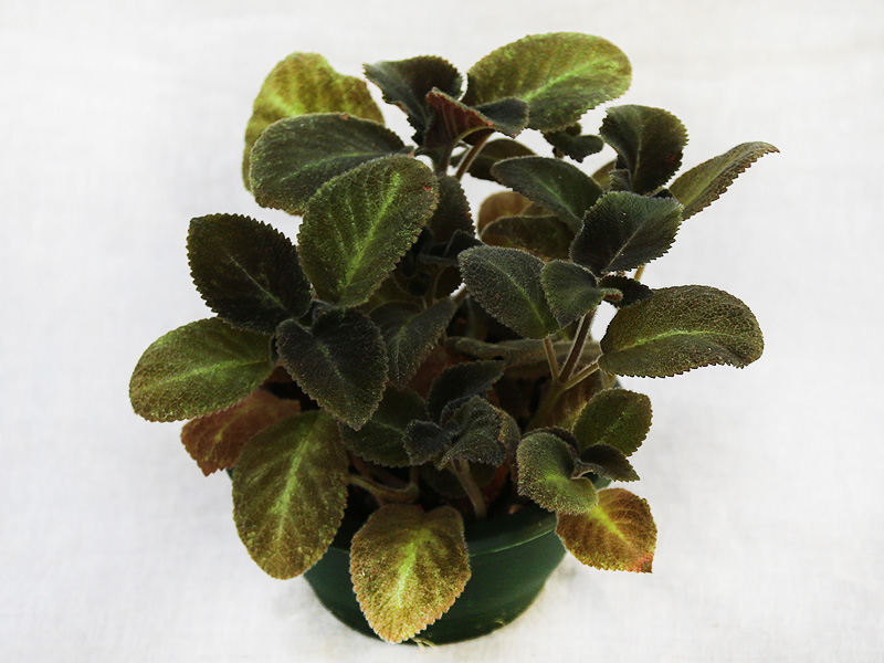 3 — Эписция Emerald Velvet. Колл. Е.Прудкова.jpg